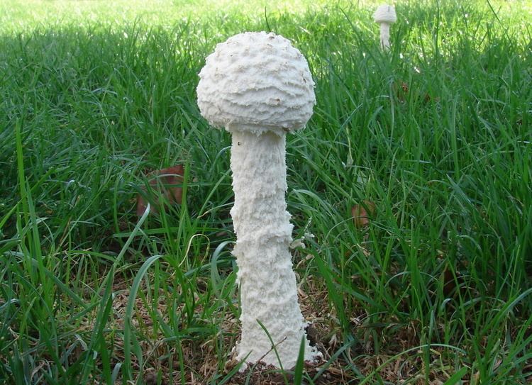 Two Amanita thiersii sprouting in the middle of green grasses