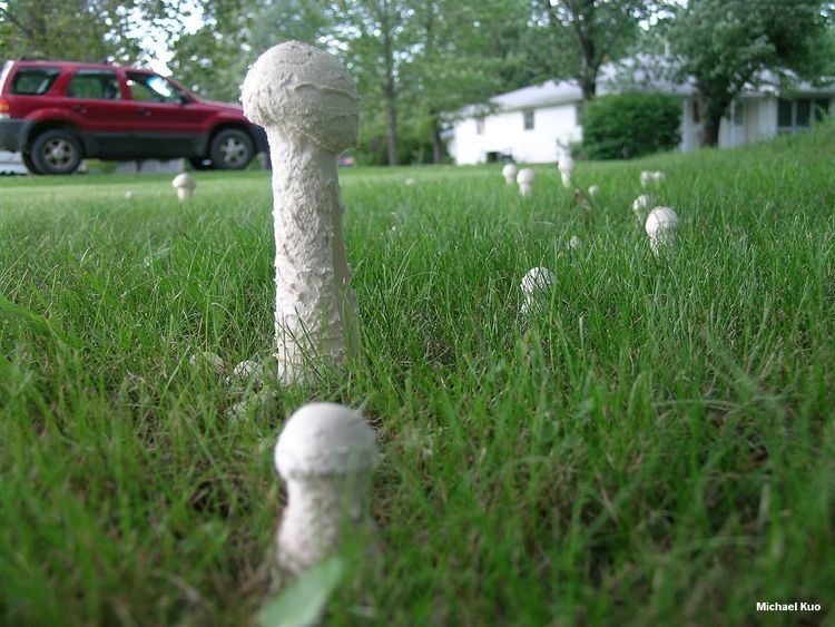 A dozen of Amanita thiersii sprouting in the middle of green grasses