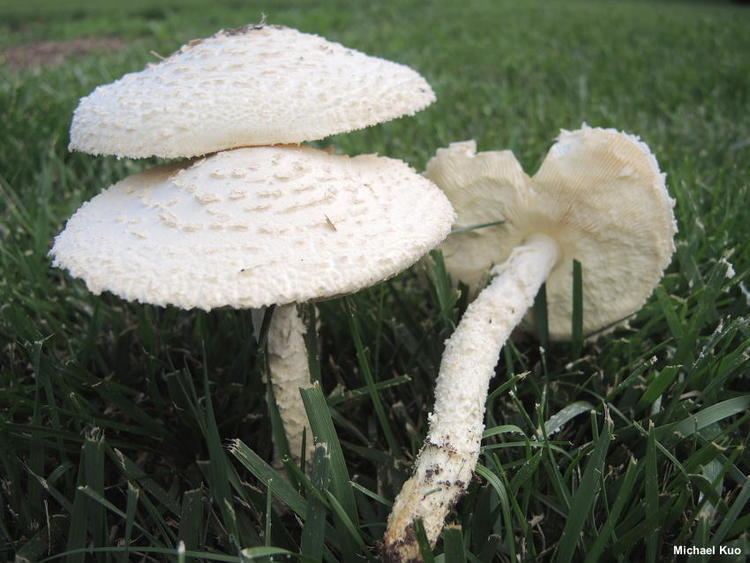 A group of three Amanita thiersii sprouting in the middle of green grasses