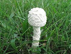 Amanita thiersii sprouting in the middle of green grasses