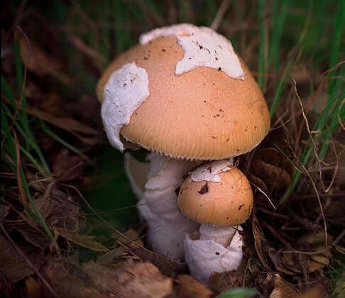 Amanita velosa Mushrooms Amanita