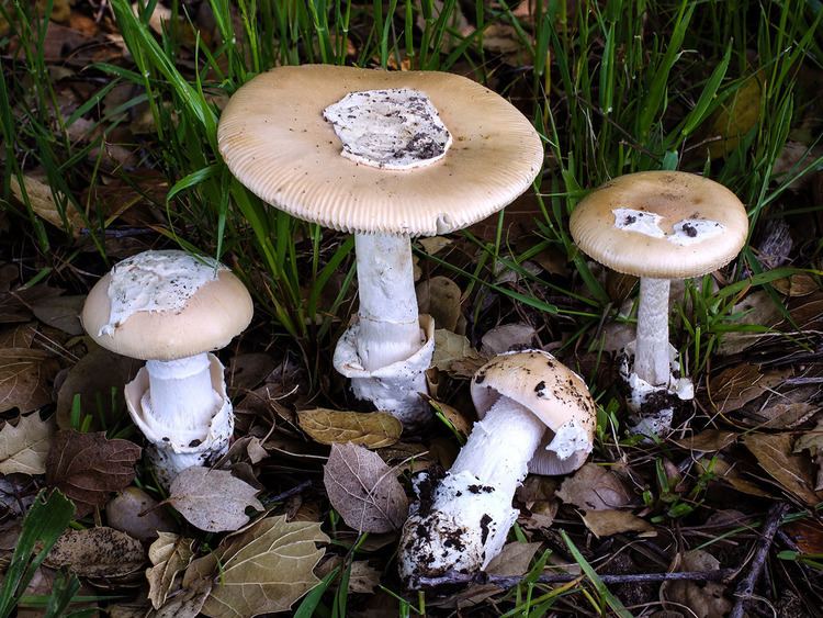 Amanita velosa California Fungi Amanita velosa