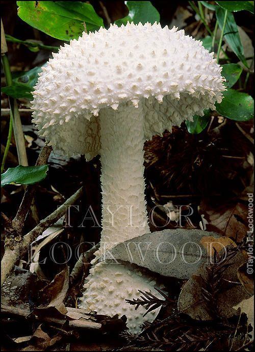 Amanita virgineoides Mushrooms Taylors and Would you on Pinterest