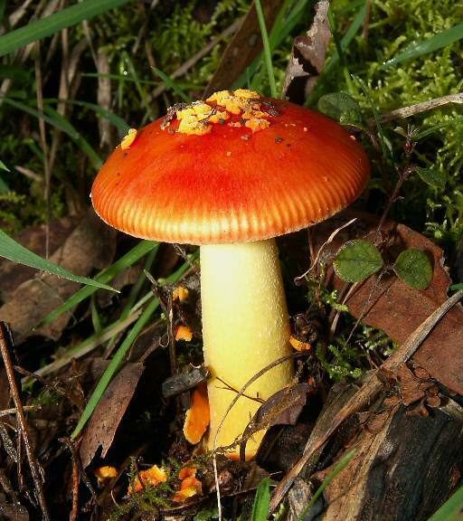 Amanita xanthocephala Search for quotamanita xanthocephalaquot