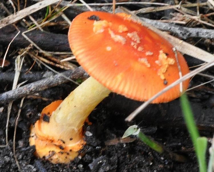 Amanita xanthocephala Australian Fungi