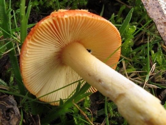 Amanita xanthocephala Amanita Xanthocephala FungiOz Australian fungi amp more