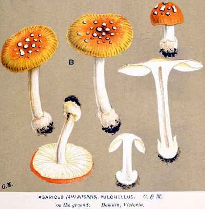 Amanita xanthocephala Amanita xanthocephala Amanitaceaeorg Taxonomy and Morphology of