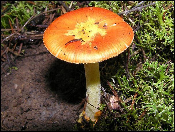 Amanita xanthocephala Australian Fungi A Blog 37 Amanita xanthocephala