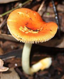 Amanita xanthocephala httpsuploadwikimediaorgwikipediacommonsthu