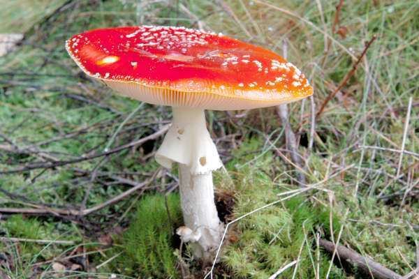 Amanitaceae Amanitaceae Amanita ce