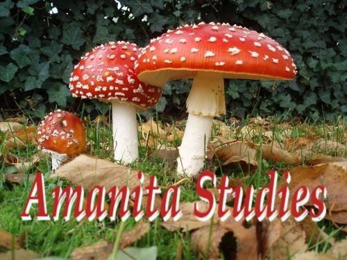 Amanitaceae Welcome Amanitaceaeorg Taxonomy and Morphology of Amanita and