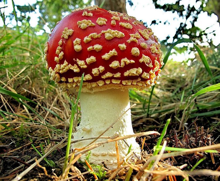 Amanitaceae Fly Agaric Amanita muscaria Amanitaceae This very reco Flickr