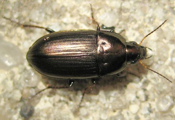 Amara aenea Common sun beetle Amara aenea BugGuideNet