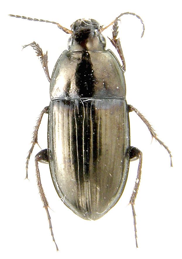 Amara aenea Amara Amara aenea DeGeer 1774 Carabidae