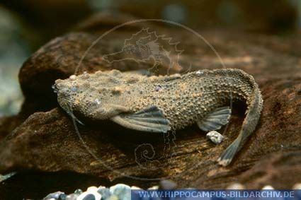Amaralia Amaralia hypsiura alias Rio Negro Banjocatfish Hippocampus Bildarchiv