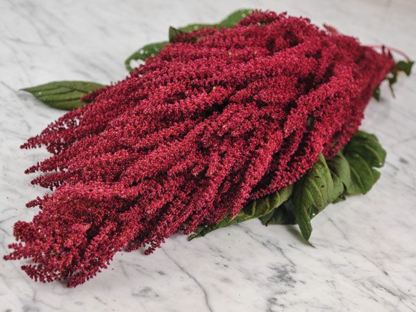 Amaranth Amaranth Seeds Baker Creek Heirloom Seeds