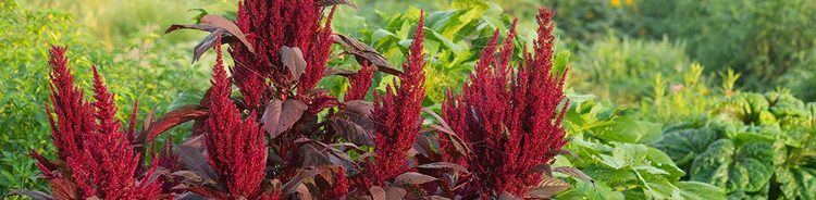 Amaranth Amaranth Seeds Baker Creek Heirloom Seeds