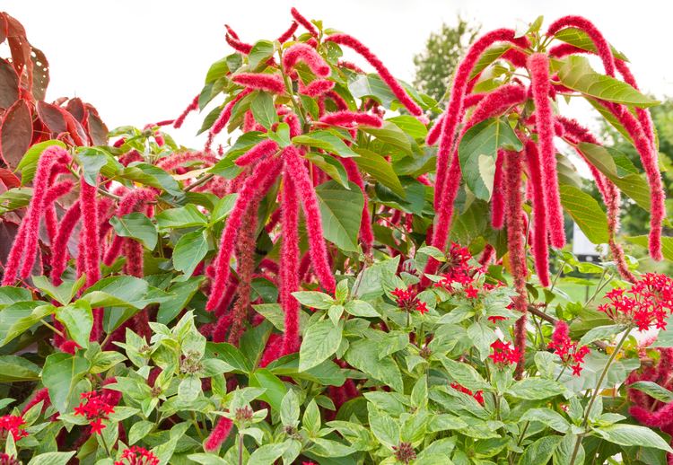 Amaranth Amaranth Amaranthus caudatus L RAUSCHCH