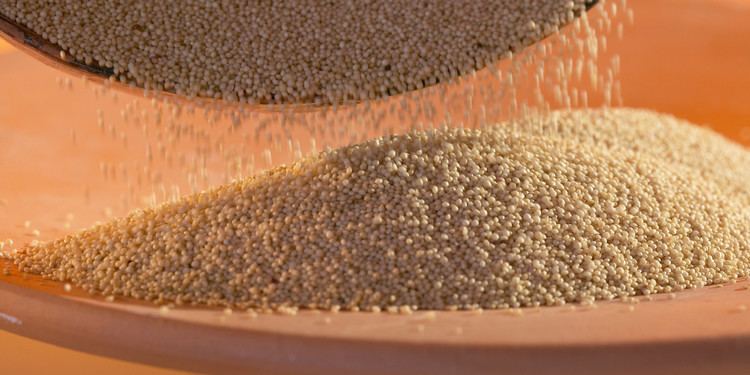 Amaranth grain Benefits Of Amaranth 14 Reasons To Get Into This Grain