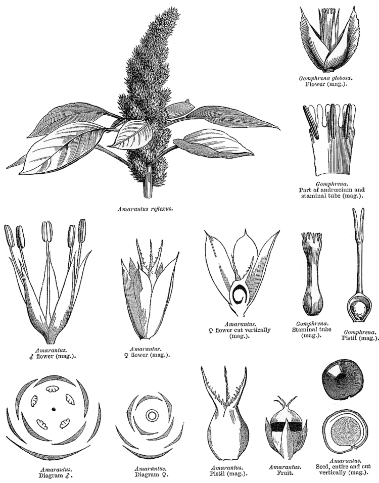 Amaranthaceae Angiosperm families Amaranthaceae Juss