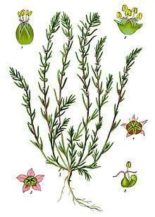 Amaranthaceae httpsuploadwikimediaorgwikipediacommonsthu