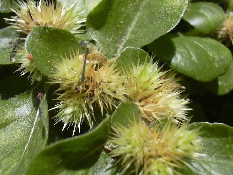 Amaranthaceae Family Amaranthaceae amaranth and goosefoot family Go Botany