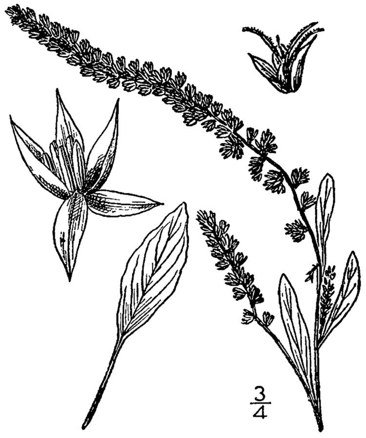 Amaranthus arenicola httpsuploadwikimediaorgwikipediacommons88