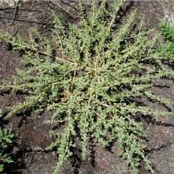 Amaranthus blitoides hasbrouckasueduimglibseinetAmaranthaceaephot