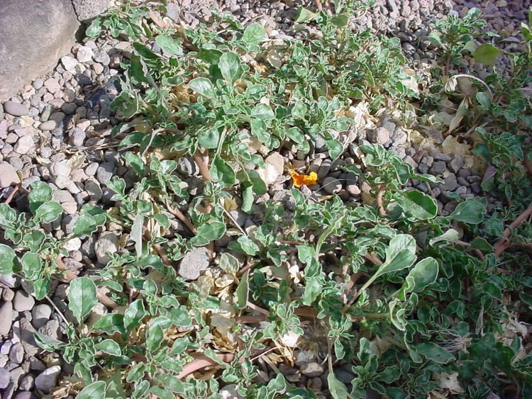 Amaranthus blitoides Vascular Plants of the Gila Wilderness Amaranthus blitoides