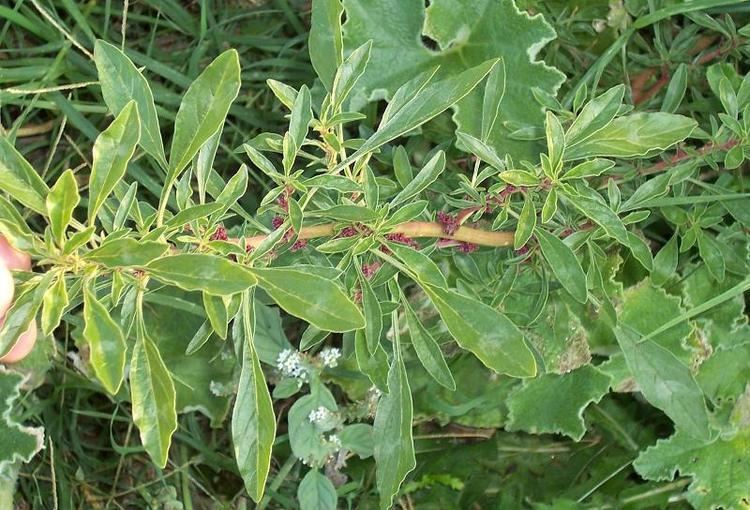 Amaranthus blitoides Amaranthus blitoides Mat amaranth Prostrate pigweed