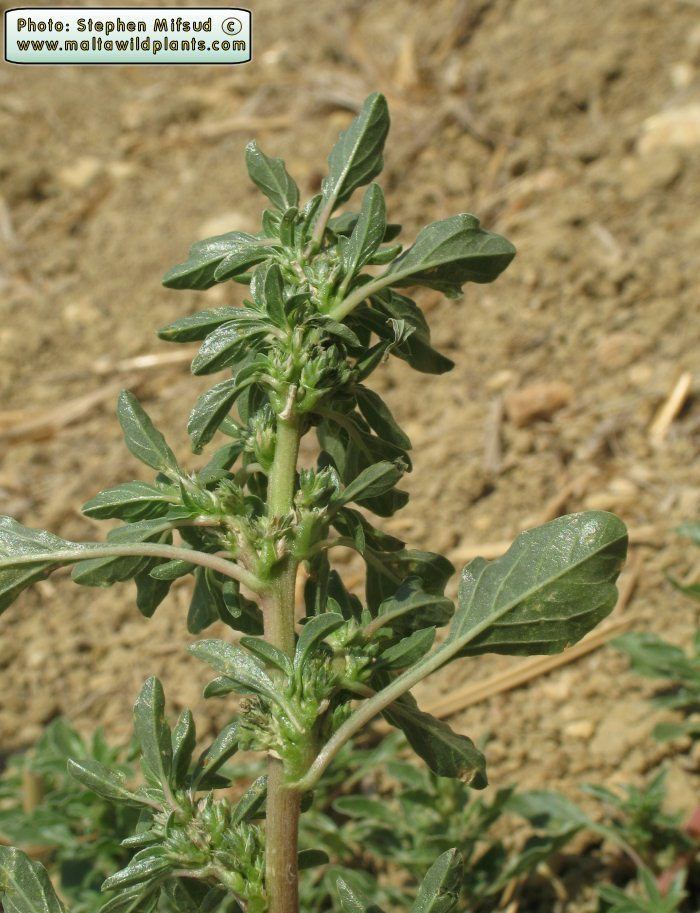 Amaranthus blitoides Wild Plants of Malta amp Gozo Plant Amaranthus blitoides Mat Amaranth