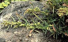 Amaranthus brownii httpsuploadwikimediaorgwikipediaenthumbd