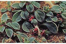 Amaranthus californicus httpsuploadwikimediaorgwikipediacommonsthu