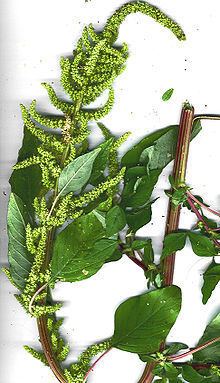 Amaranthus dubius httpsuploadwikimediaorgwikipediacommonsthu