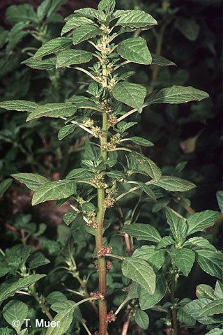 Amaranthus graecizans Amaranthus graecizans L