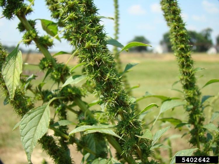 Amaranthus palmeri Amaranthus palmeri Palmer39s amaranth Go Botany