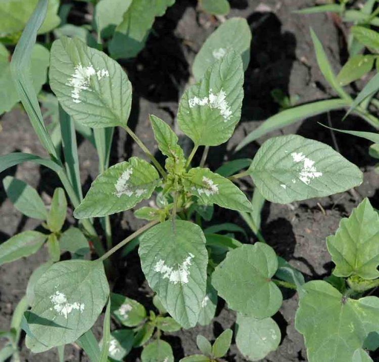 Amaranthus palmeri Palmer Amaranth