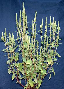 Amaranthus powellii httpsuploadwikimediaorgwikipediacommonsthu