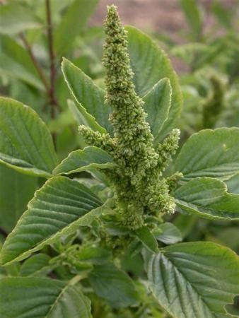 Amaranthus retroflexus - Alchetron, The Free Social Encyclopedia