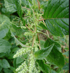 Amaranthus spinosus Medicinal uses of Spiny Amaranth Amaranthus spinosus
