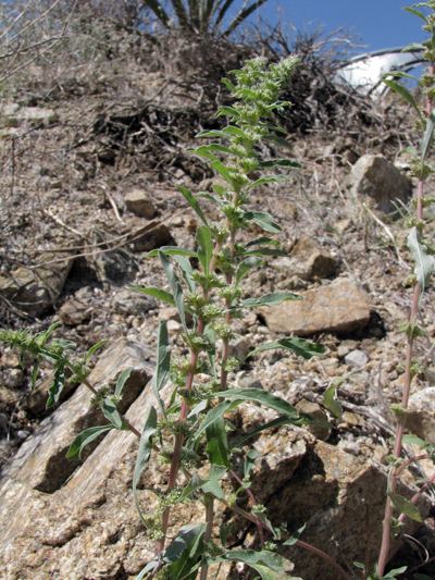 Amaranthus torreyi