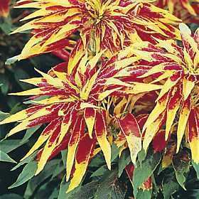 Amaranthus tricolor - Alchetron, The Free Social Encyclopedia