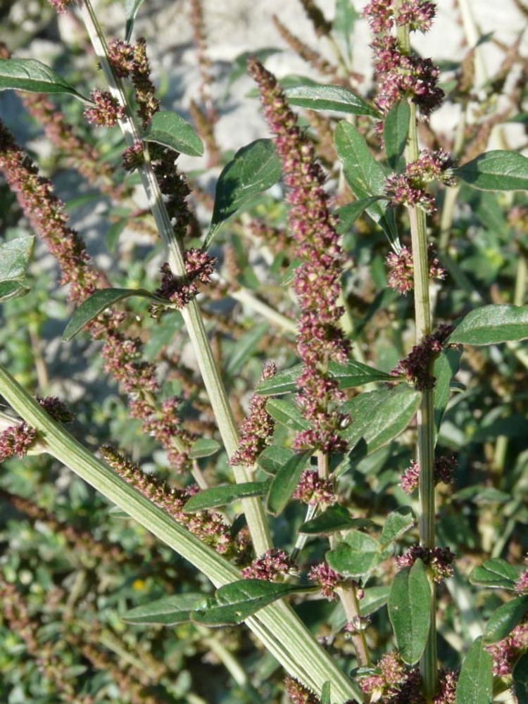 Amaranthus tuberculatus httpsnewfss3amazonawscomtaxonimages1000s1