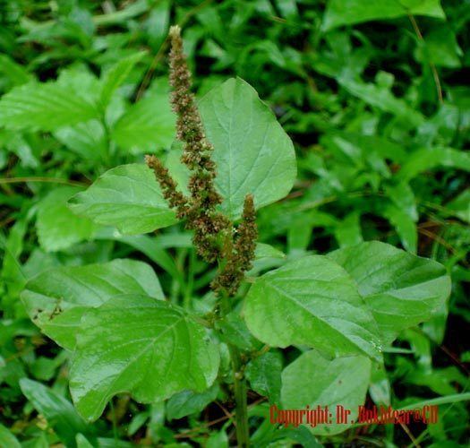 Amaranthus viridis AMARANTHUS VIRIDIS L