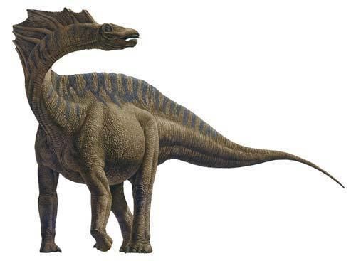 Amargasaurus Amargasaurus encyclopedia entry Kylie Hughes