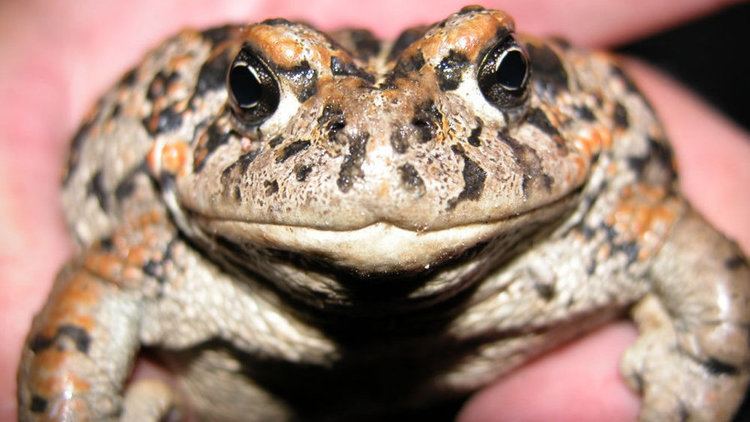 Amargosa toad All Hopped Up Town Unites For Toad Revival NPR