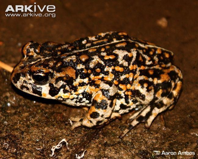 Amargosa toad Amargosa toad videos photos and facts Anaxyrus nelsoni ARKive