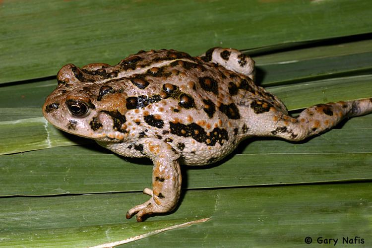 Amargosa toad wwwcaliforniaherpscomnoncalsouthwestswamphibi