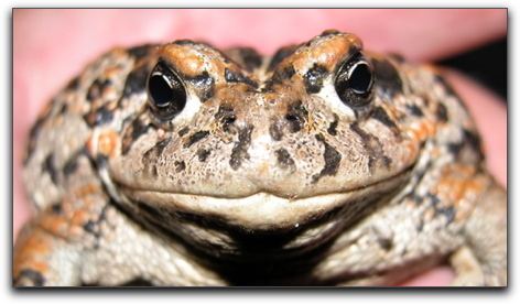 Amargosa toad frog 9 Amargosa Toad Frog9