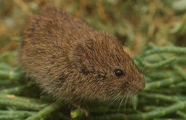 Amargosa vole Feeding Habits amargosa vole